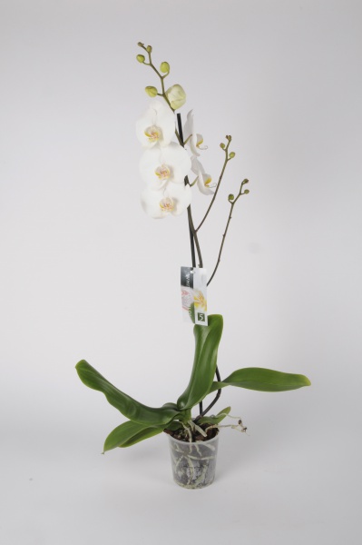 Phalaenopsis 1 Tige White World 70cm x D12