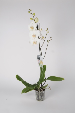 Phalaenopsis 1 Tige White World 90cm x D15