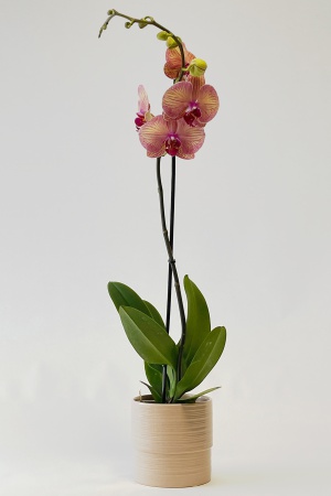 Phalaenopsis 2 Tiges \ Octobre Rose\  55cm x D12