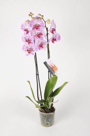 Phalaenopsis 2 Tiges 5 Étoiles 75cm x D12