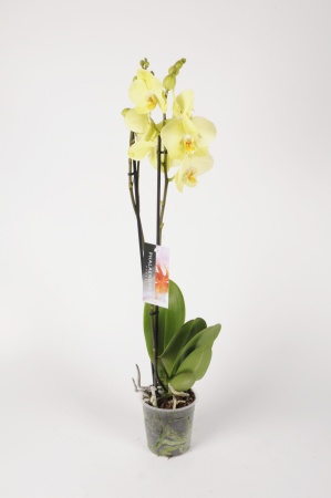 Phalaenopsis 2 Tiges 5 Étoiles 75cm x D12