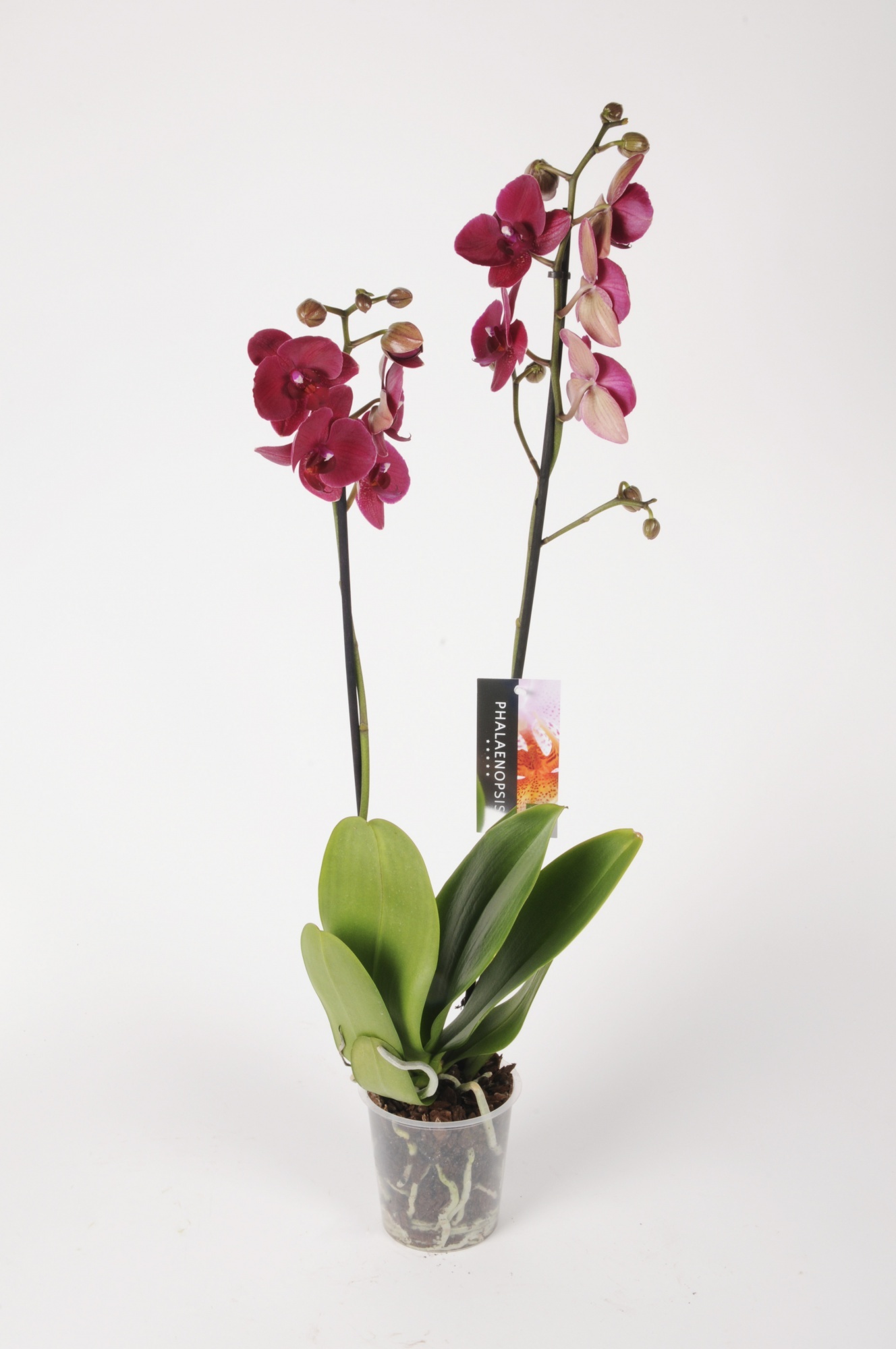 Orchidée phalaenopsis à 3 tiges, pot de 5 po, couleurs assorties PHA5W2