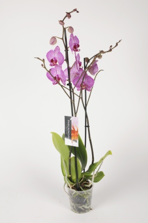 Phalaenopsis 2 Tiges 5 Étoiles 75cm x D12