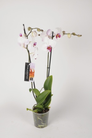 Phalaenopsis 2 Tiges 5 Étoiles 75cm x D12