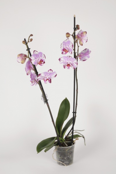 Phalaenopsis 2 Tiges Magic Art 70cm x D12