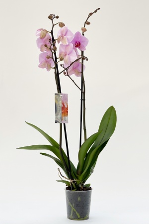 Phalaenopsis 2 Tiges Washington Cache Pot 70cm x D12