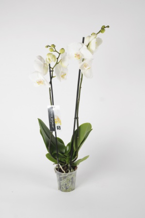 Phalaenopsis 2 Tiges White World 70cm x D12