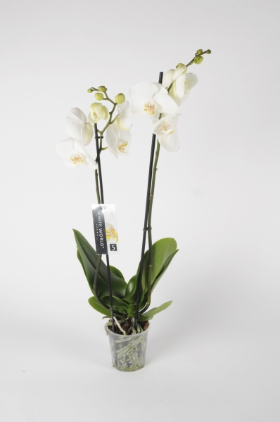 Phalaenopsis 2 Tiges White World 90cm x D15
