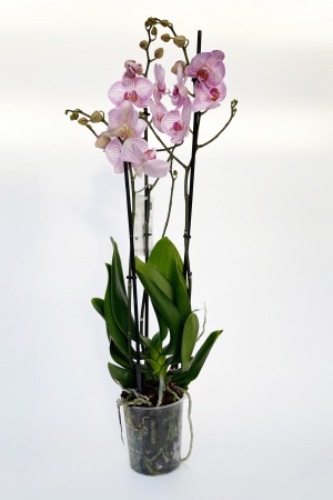 Phalaenopsis 3 Tiges 5 Étoiles 75cm x D12