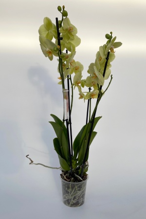 Phalaenopsis 3 Tiges 5 Étoiles 75cm x D12