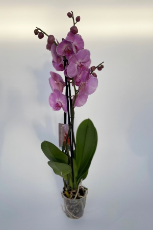 Phalaenopsis 3 Tiges 5 Étoiles 75cm x D12