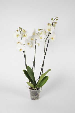 Phalaenopsis 3 Tiges White World 70cm x D12