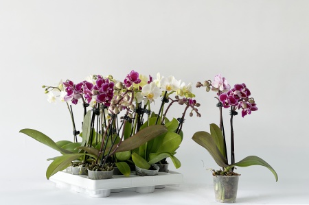 Phalaenopsis 30cm x D6