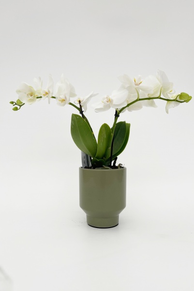 Phalaenopsis Bouquet 40cm x D12
