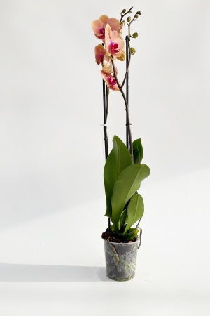 Phalaenopsis Caribbean 2 Tiges 75cm x D12
