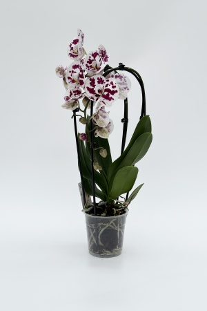 Phalaenopsis Cascade 40cm x D12