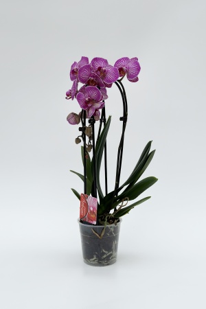 Phalaenopsis Cascade 40cm x D12