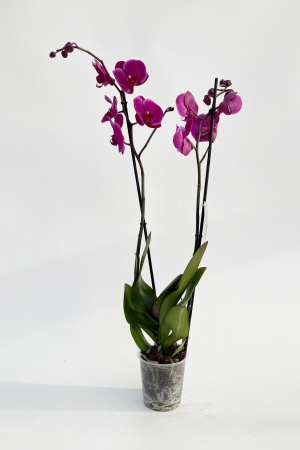 Phalaenopsis Joyride 2 Tiges 5 Étoiles 75cm x D12