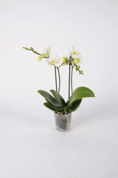 Phalaenopsis Kolibri 40cm x D9