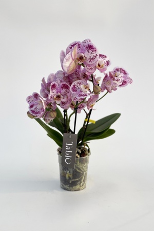 Phalaenopsis Rose 40cm x D12