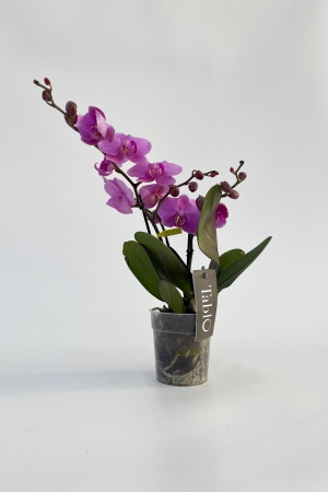 Phalaenopsis Rose 40cm x D12