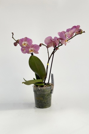 Phalaenopsis Rose 40cm x D12