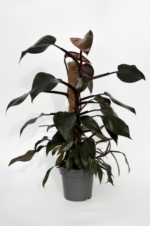 Philodendron 70cm x D17