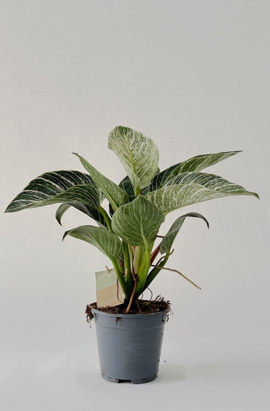 Philodendron Birkin 40cm x D14