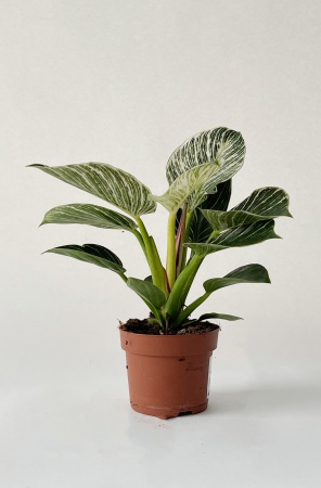 Philodendron Birkin 45cm x D17