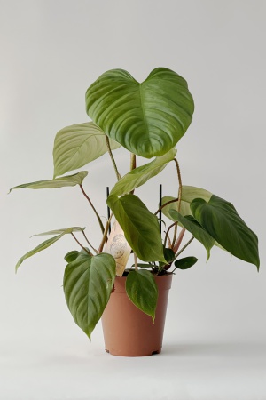 Philodendron Fuzzy 55cm x D15