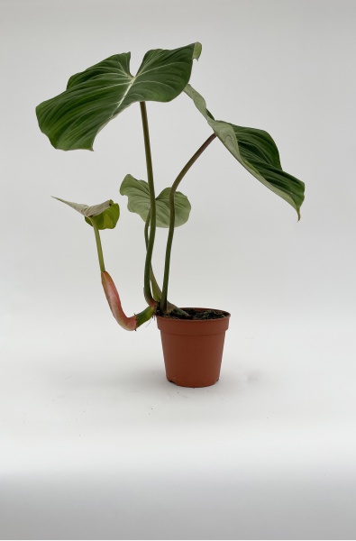 Philodendron Gloriosum 55cm x D15