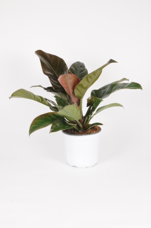 Philodendron Imperial 60cm x D19