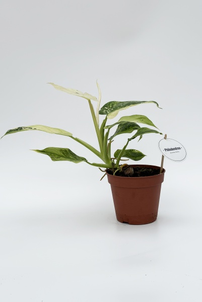 Philodendron Jose Buono 40cm x D15