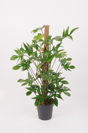 Philodendron Laciniatum 100cm x D21
