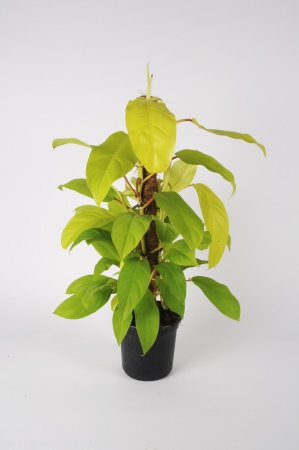 Philodendron Malay Gold 65cm x D16