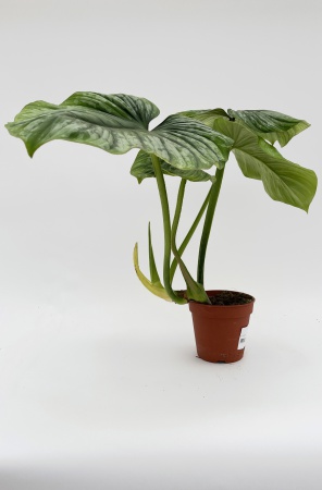 Philodendron Mamei 55cm x D15