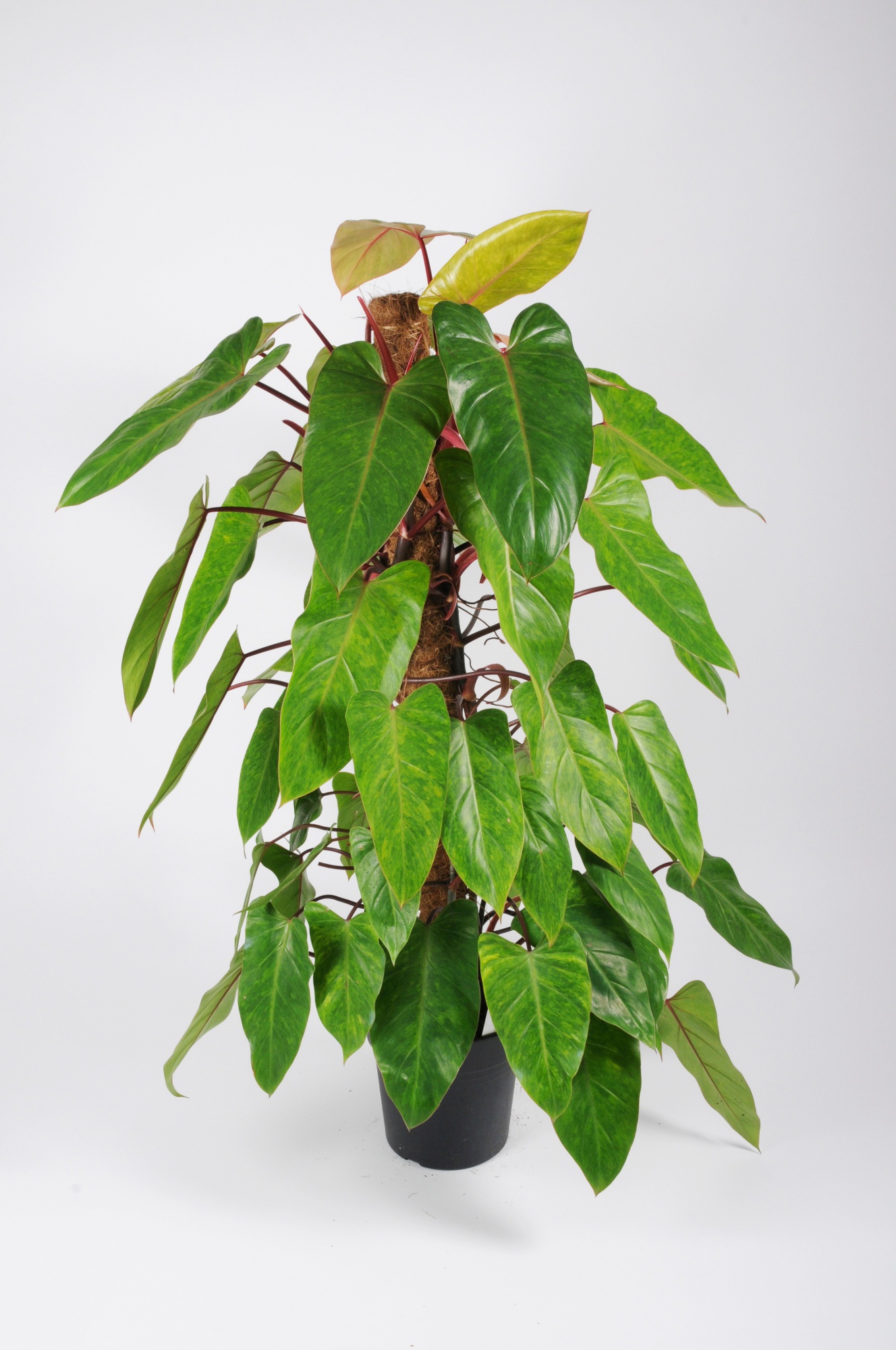 Monstera minima sur tuteur - Grande plante d'intérieur – La Green