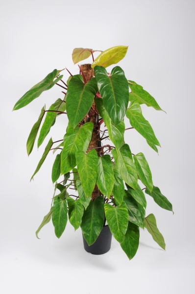 Philodendron Mdisa Tuteur 120cm x D24