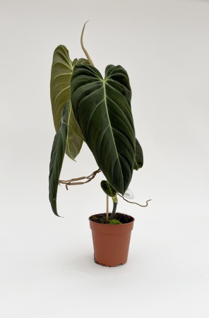 Philodendron Melanochrysum 63cm x D12