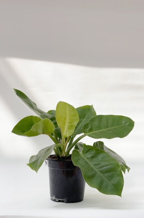Philodendron Moonlight 55cm x D21