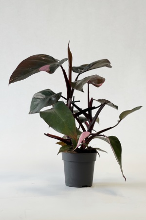 Philodendron Pink Princess 25cm x D12