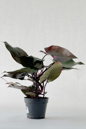 Philodendron Pink Princess 35cm x D15