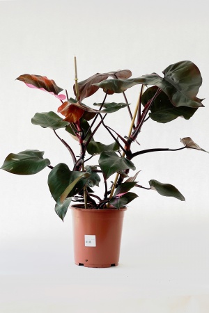 Philodendron Pink Princess 90cm x D27