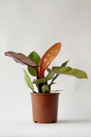 Philodendron Prince of Orange 45cm x D17