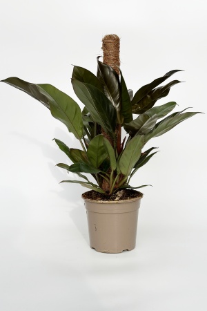 Philodendron Royal Queen 60cm x D17
