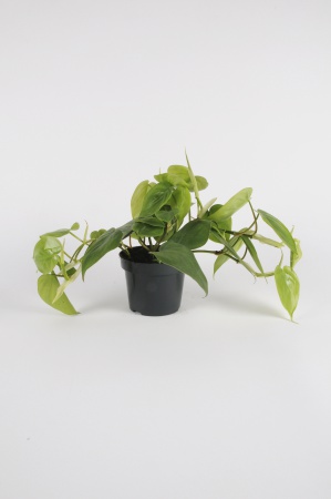 PHILODENDRON Scadens 15cm-D12