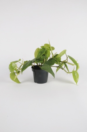 PHILODENDRON Scadens 40cm-D15