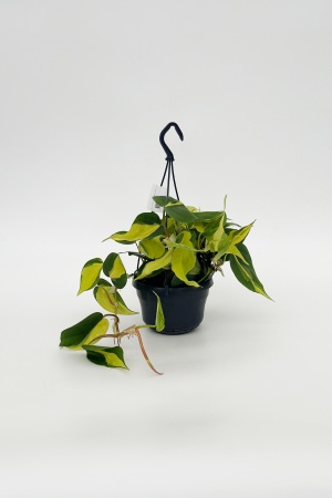 Philodendron Scadens Brazil 45cm x D15