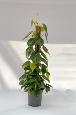 Philodendron Scandens Brasil 100cm x D17