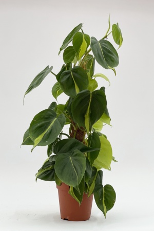 Philodendron Scandens Brasil 50cm x D15